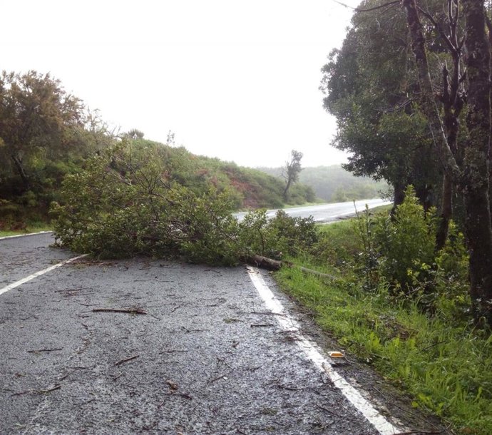 Archivo - Daños causados por un temporal de viento en la isla de La Gomera