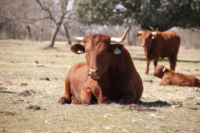 Ejemplares de vacas de raza retinta pura en una explotación extremeña.