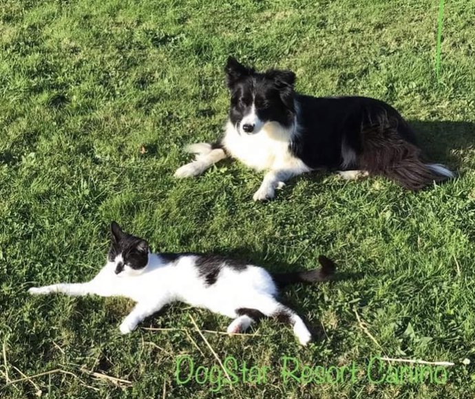 Archivo - Animales domésticos. Perro. Gato. Servicio de recogida de animales. Mascotas