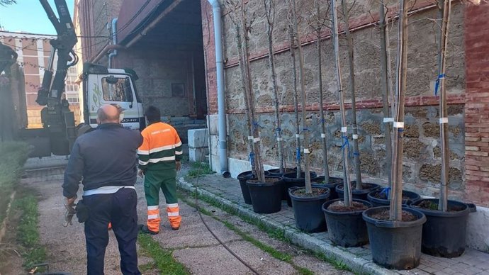 El Ayuntamiento de Cádiz inicia una nueva campaña de reposición de arbolado con 110 ejemplares