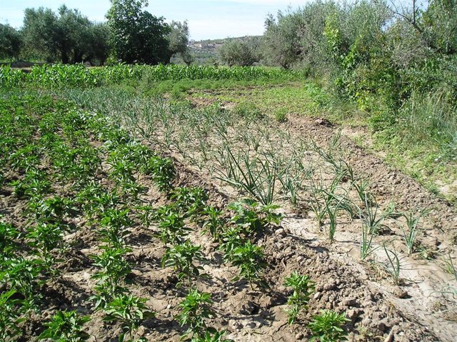 Junta indica que la agricultura andaluza contará con 135,2 millones para ayudas agroambientales en 2022
