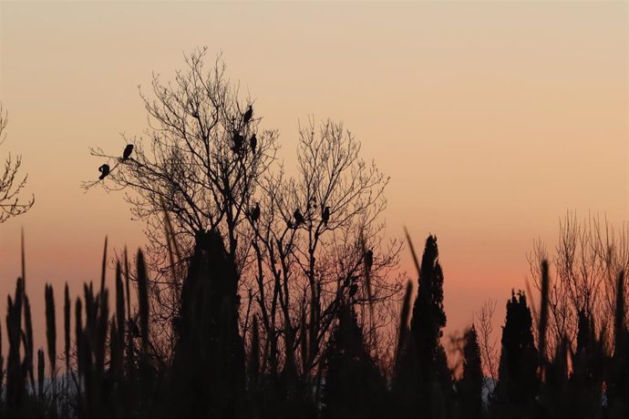 Cormoranes grandes