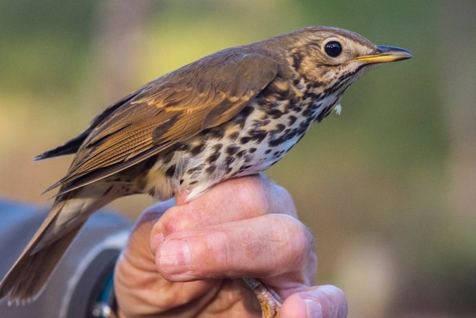 Ejemplar de zorzal común (Turdus philomelos) capturado en este estudio para su posterior anillamiento y medición.