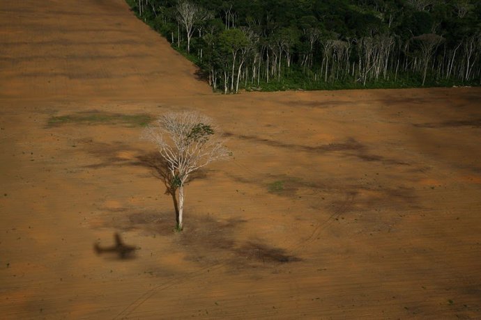 Deforestación del Amazonas debida a las plantaciones de soja para alimentación de ganado. World Press Photo 2007 (2nd prize in 'Contemporary Issues' category).