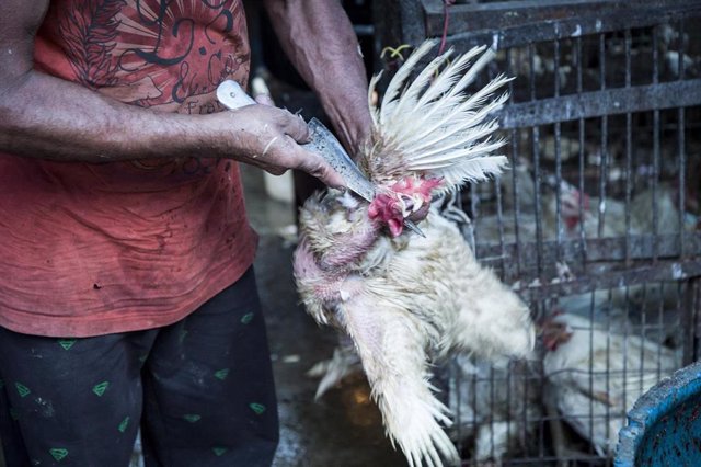 Archivo - Igualdad Animal denuncia el maltrato en granjas de pollos en IndiA