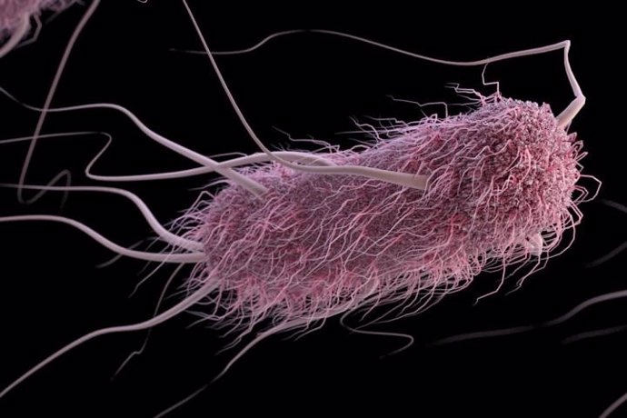 Archivo - E. Coli, escherichia coli