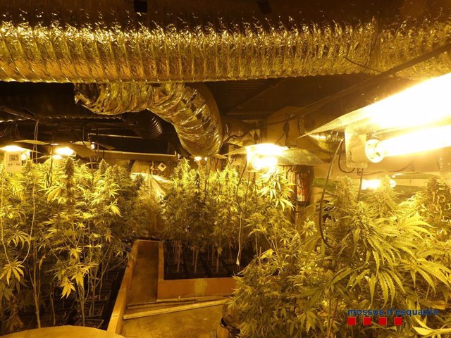 Plantación de marihuana localizada por los Mossos d'Esquadra.