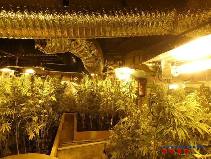 La plantació de marihuana localitzada pels Mossos d'Esquadra