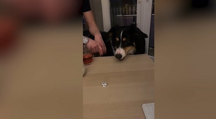 Este inteligente perro sabe jugar a juegos de mesa