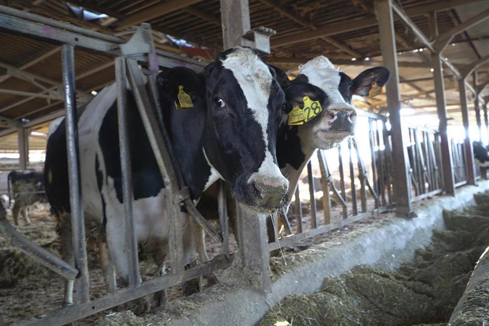 Dos vacas lecheras en la granja de Las Nieves en Logroño, La Rioja (España)