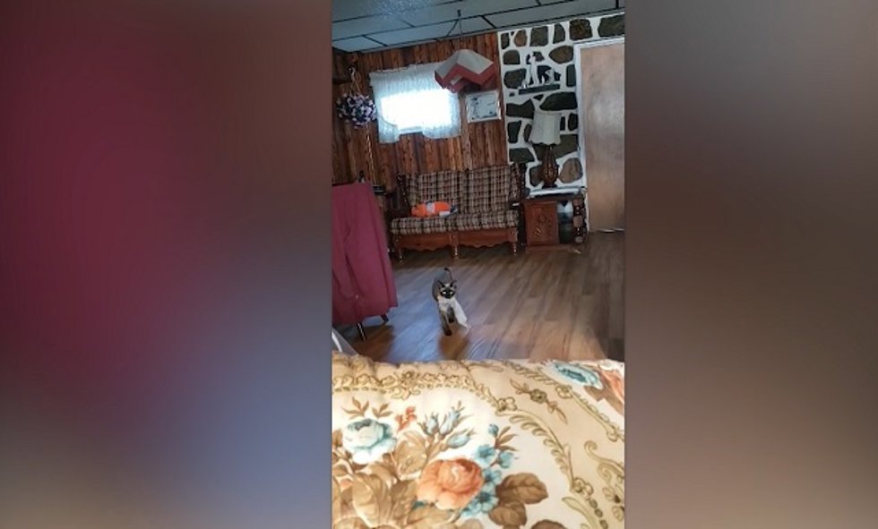 Este gato juega como si fuera un perro