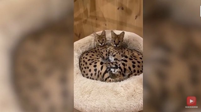 Estos dos gatos serval tienen algo especial