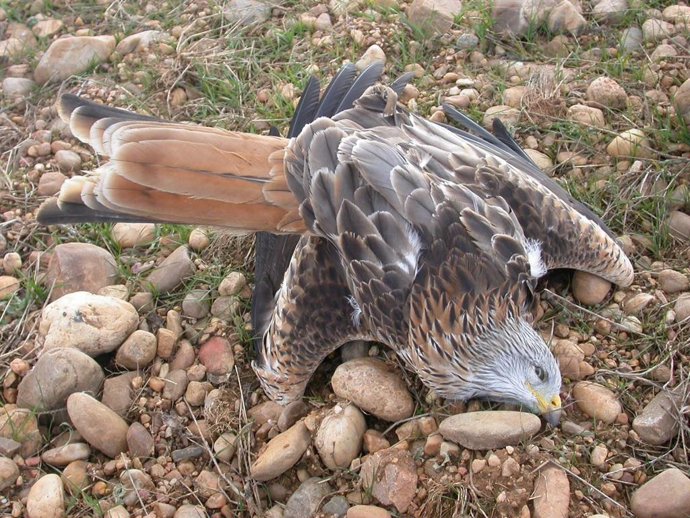 Uno de los 60 ejemplares de fauna murieron envenenadas y tiroteadas en un coto de caza de Gerindote.