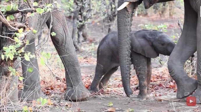 Cría de elefante en apuros