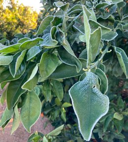 Escarcha este martes en los campos de Valncia