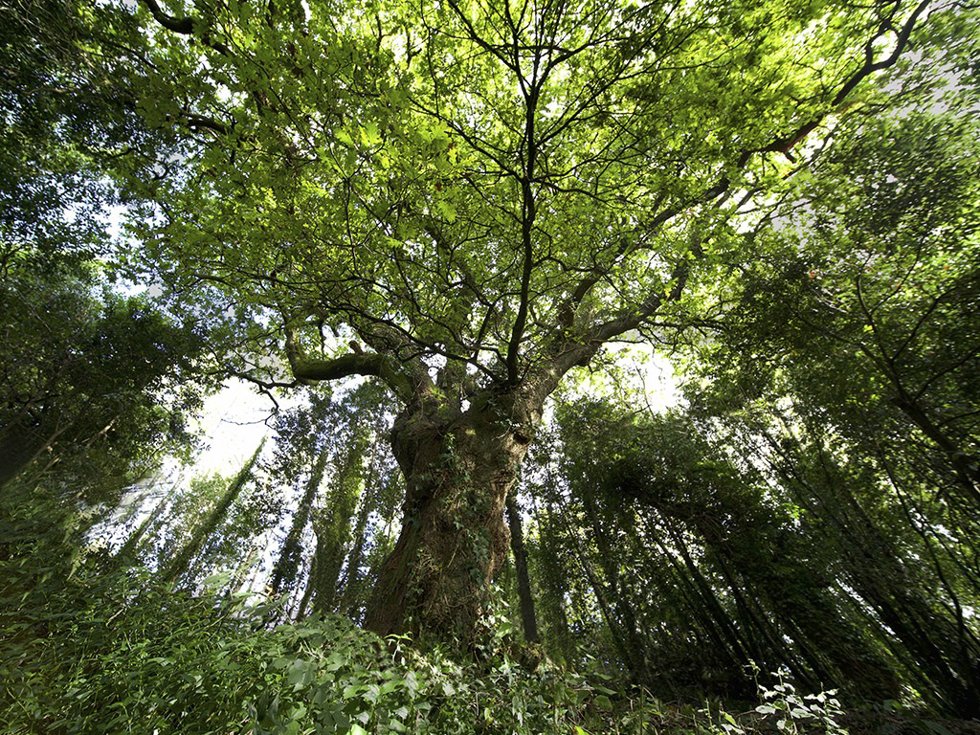 Archivo - Carballo de Conxo, entre los candidatos para representar a España en el certamen Árbol Europeo del Año 2022.