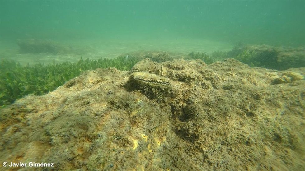 Ostras en el Mar Menor