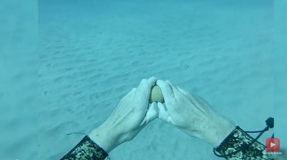 ¿Qué Ocurre Cuando Rompes Un Huevo Debajo Del Agua?