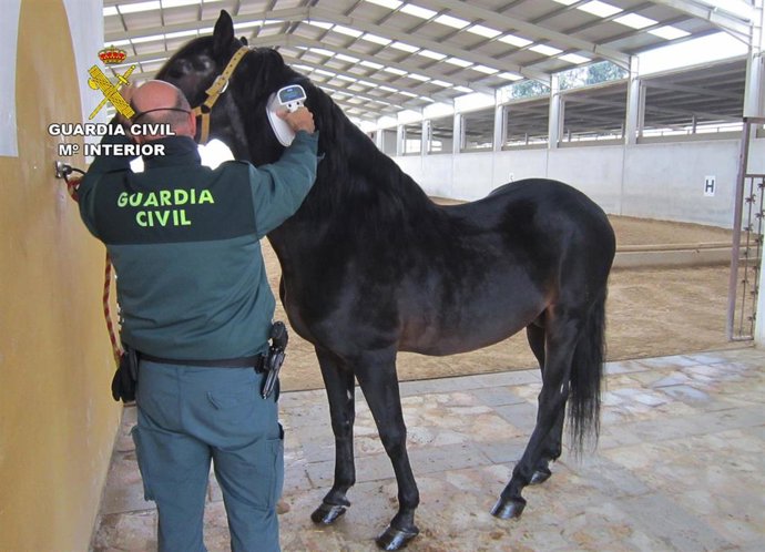 Un agente de la Guardia Civil junto a uno de los equinos intervenidos