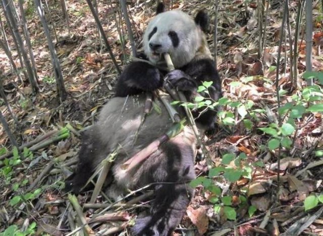 Esta fotografía muestra a un panda gigante disfrutando de un brote de bambú