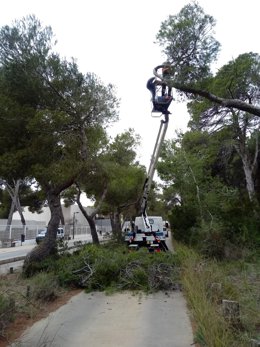 El Ayuntamiento de Valncia retira 536 toneladas de restos vegetales en la Devesa de El Saler en 2021 para evitar incendios