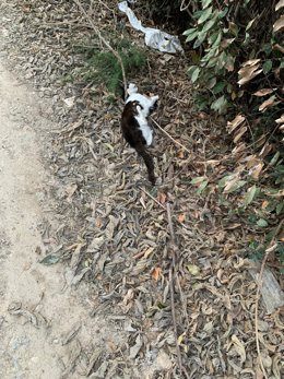 Gato fallecido en Riba-roja