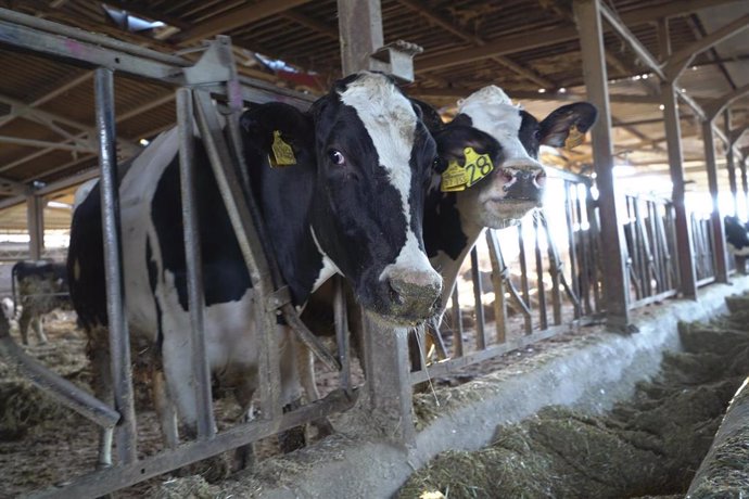 Dos vacas lecheras en  la granja de Las Nieves, a 15 de enero de 2022, en Logroño, La Rioja (España). 