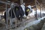 Los españoles rechazan que producir carne y alimentos derivados de animales justifique su hacinamiento, según un estudio