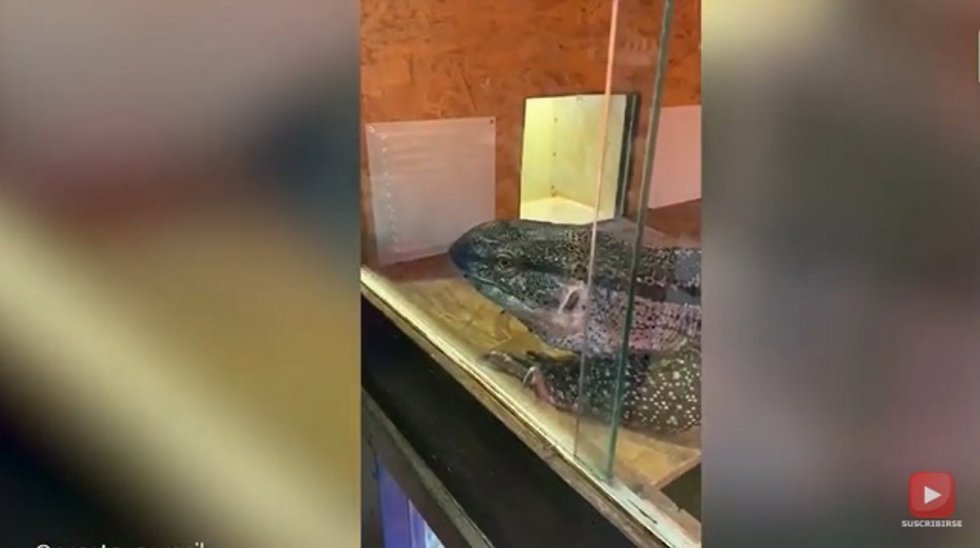 Este lagarto parece reaccionar al ver Jurassic Park