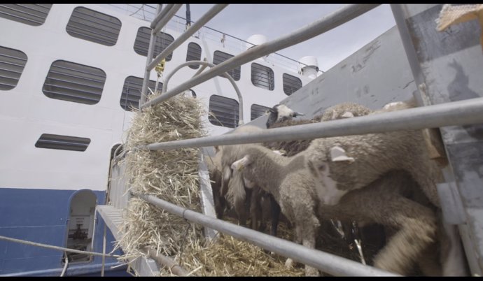 Archivo - Igualdad Animal denuncia el traslado en barco de corderos sin condiciones de bienestar animal suficientes desde España a Arabia Saudí.