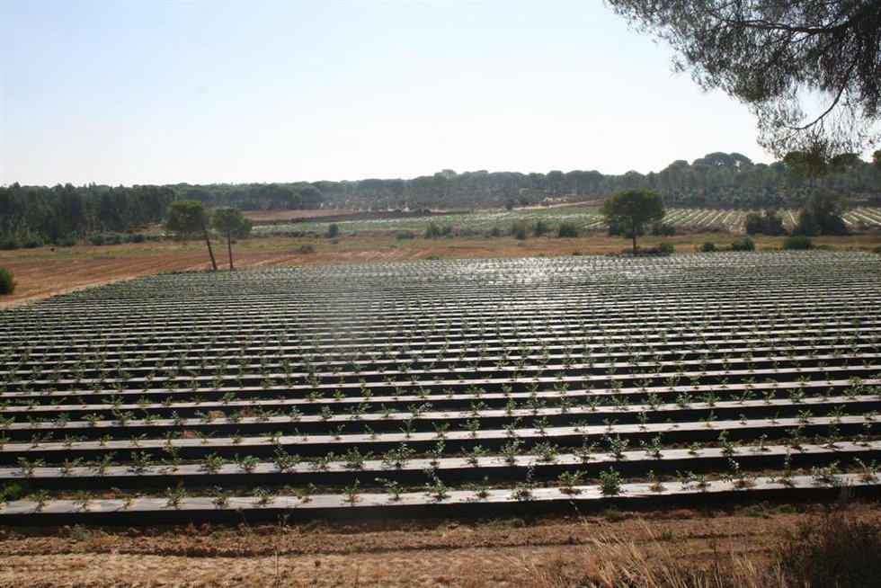 Finca de arándanos en Lucena del Puerto.