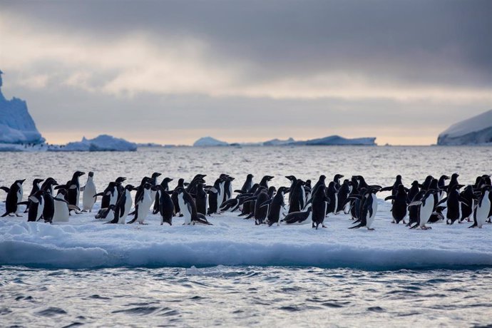 Archivo - Pingüinos de Adele en los iceberg cerca de las Islas Paulet en el a la entrada del Mar de Weddel en la Antártida en una expedición de Greenpeace.