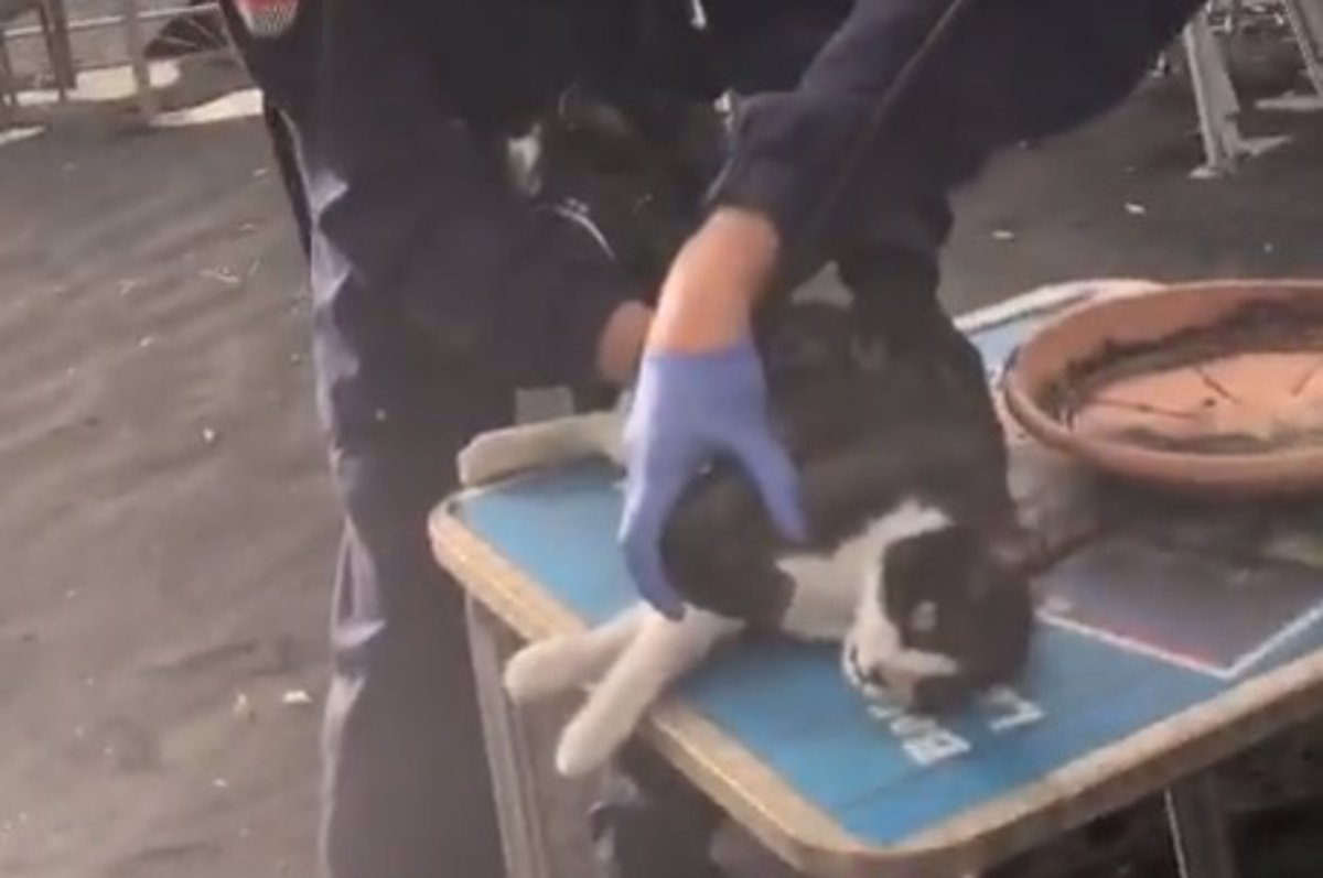 La Policía reanima a un gato inconsciente tras inhalar gases tóxicos de una zona próxima al volcán de La Palma