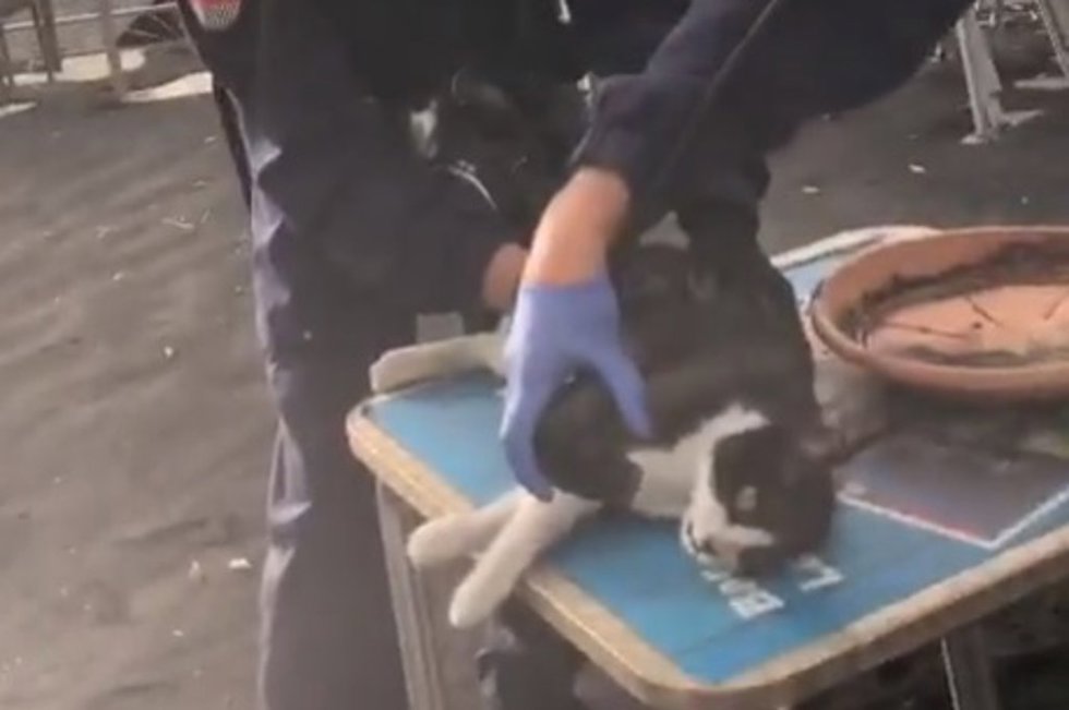 La Policía reanima a un gato inconsciente tras inhalar gases tóxicos de una zona próxima al volcán de La Palma.