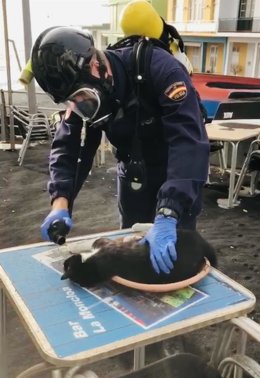 Un agente de la Policía Nacional reanima a un gato que se encontraba en malas condiciones por los gases tóxicos del volcán de Cumbre Vieja, en La Palma