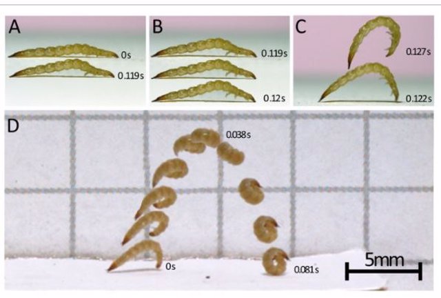 Secuencia del nuevo tipo de salto observado en insectos