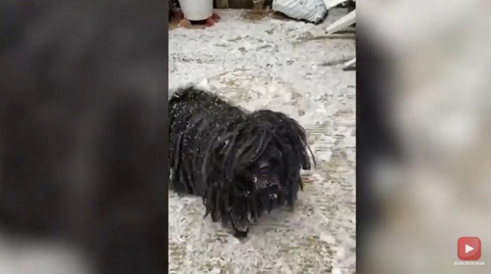 Estos perros con rastas han causado furor en redes sociales