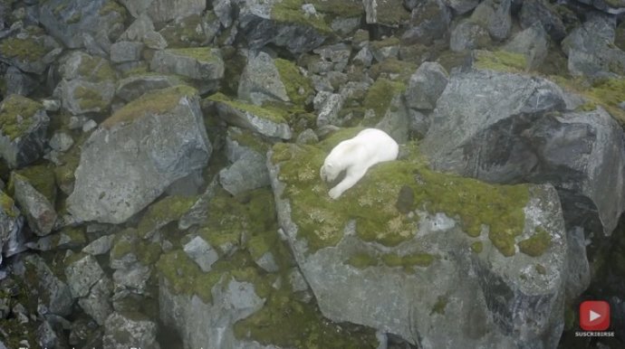 Captan a un oso polar en un lugar inhóspito de Noruega