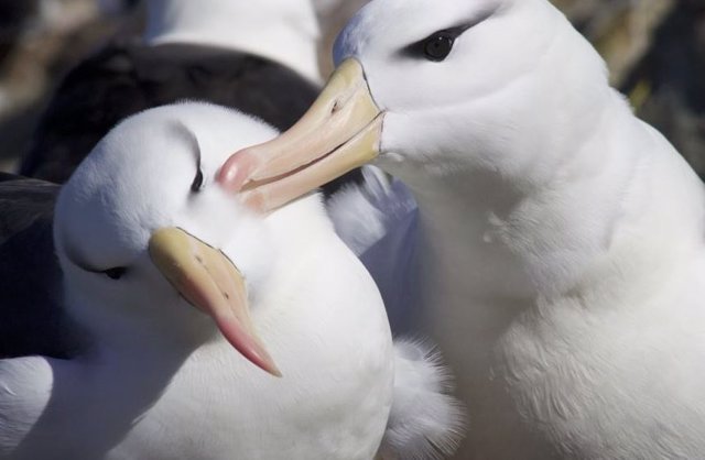 Pareja de albatros