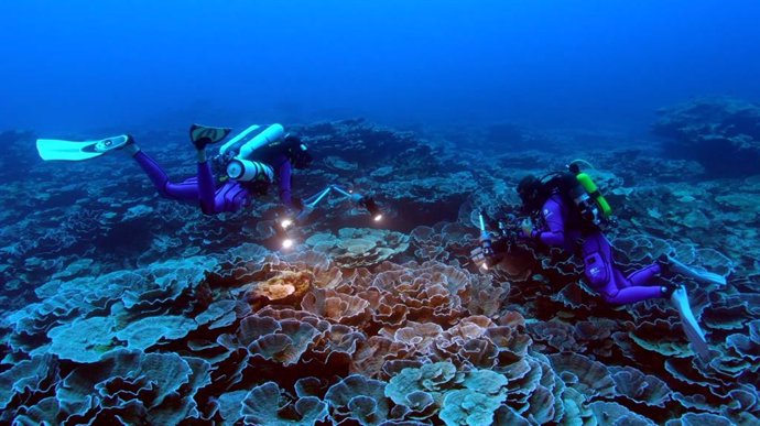 Archivo - Coral descubierto frente a las costas de Tahití