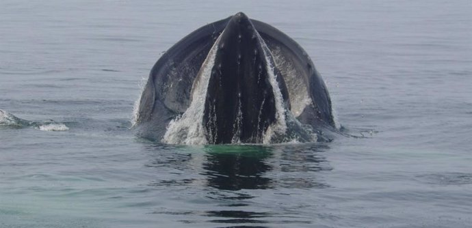 Una ballena jorobada del Santuario Marino Nacional Stellwagen Bank en Massachusetts.