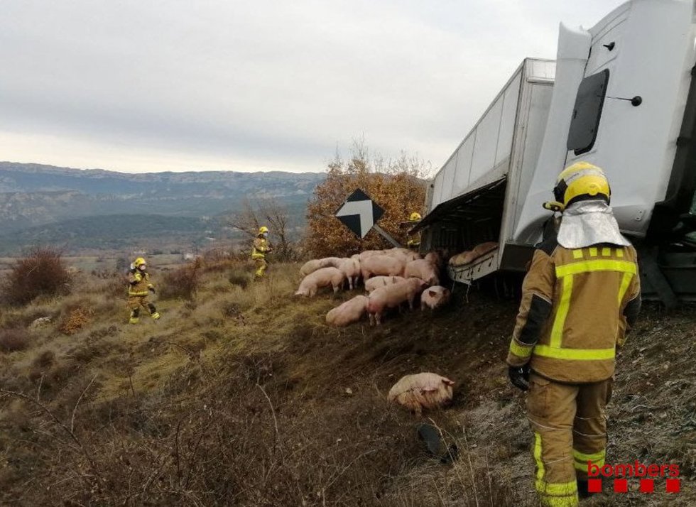 Archivo - Vuelca un camión que transportaba cerdos en Isona i Conca Dell (Lleida)