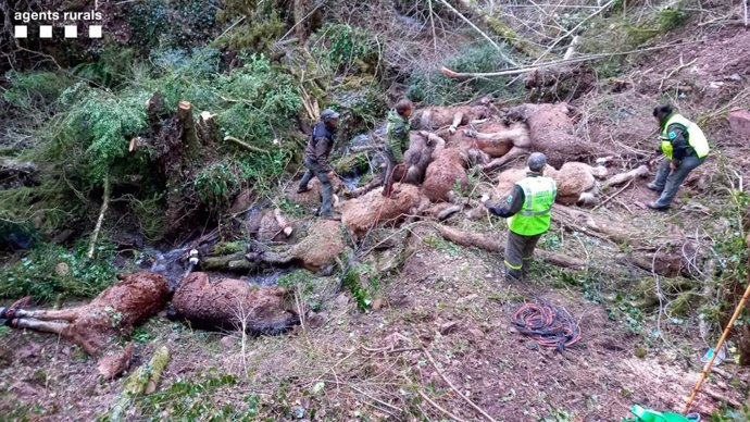 Agentes rurales retirando las yeguas y los potros del barranco Les Milleres.