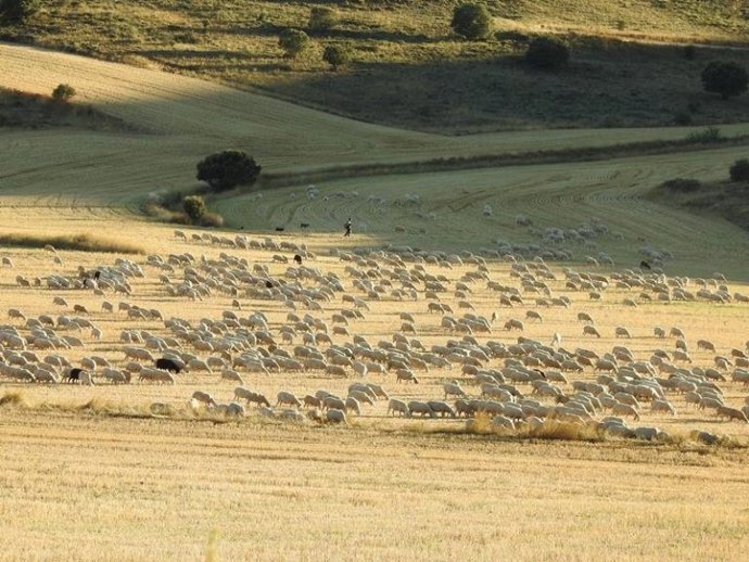 Ovejas en Cabreriza (Soria).