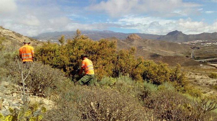 Archivo - Cuadrillas del Cabildo de Tenerife trabajando en la retirada de flora exótica invasora