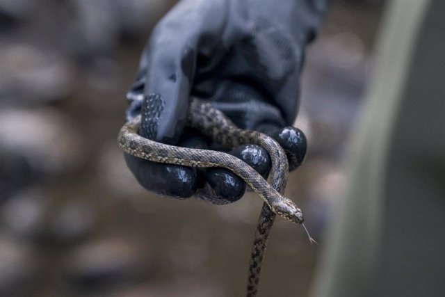Archivo - Un operario muestra una serpiente durante la extracción de ejemplares de trucha común del río Madarquillos para su traslado a tramos del mismo río con mayor presencia de agua en Buitrago de Lozoya  