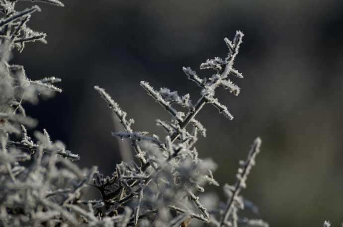 Archivo - Hojas y plantas heladas