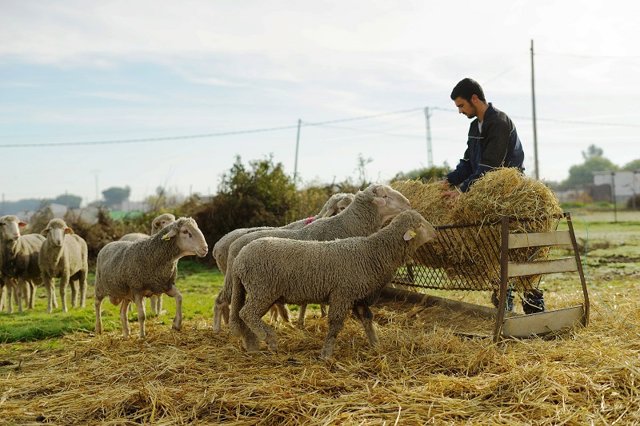 Joven agricultor en Extremadura