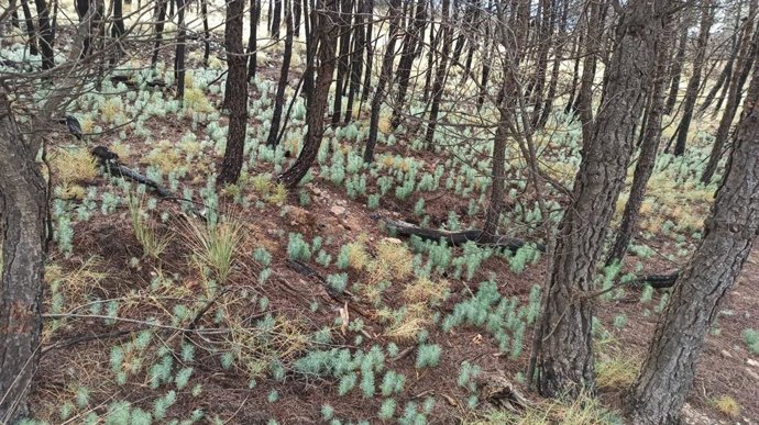 Cientos de pinos brotan en el espacio afectado por las llamas en el paraje de Castala, en Berja (Almería), en enero de 2021