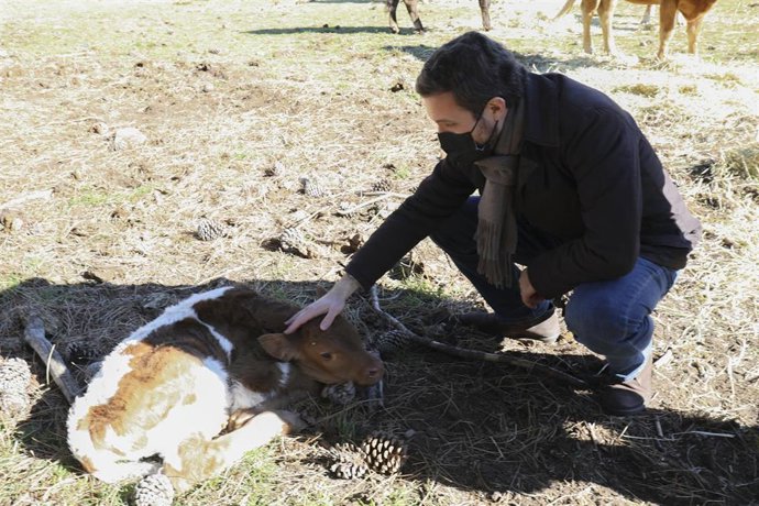 El presidente del PP, Pablo Casado, toca un ternero, durante su visita a una explotación ganadera extensiva de vacuno en Navas del Marqués, a 14 de enero de 2022, en Navas del Marqués, Ávila, Castilla y León (España). 